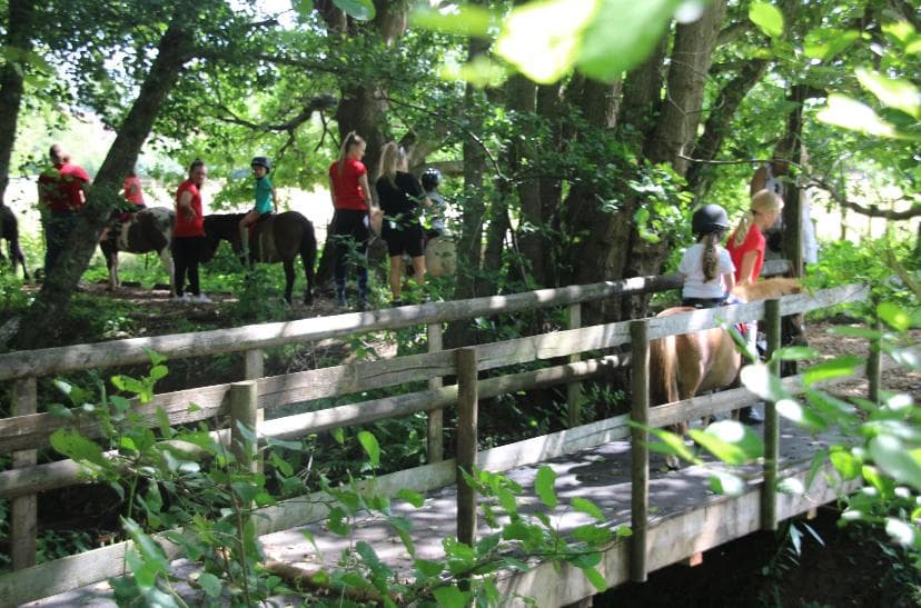 The enchanted woodland bridge at Little Trotters Farm, Chobham Surrey