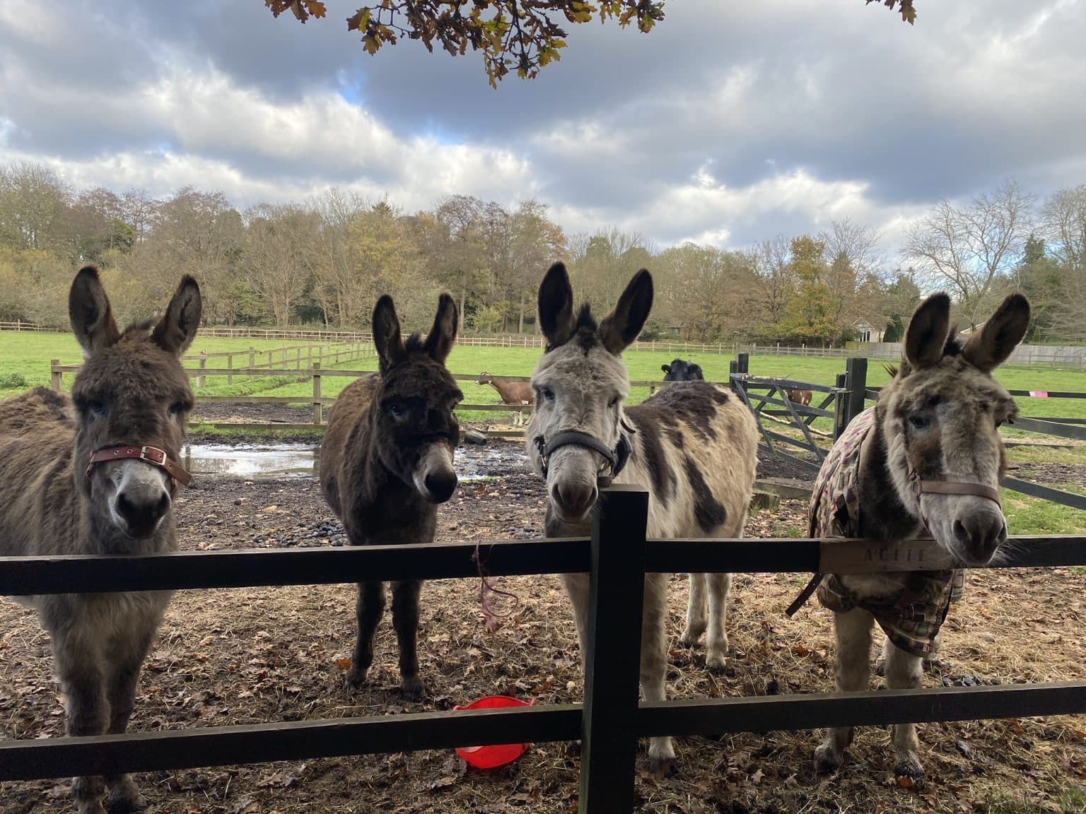 Daisy, Violet, Applejack & Betty โ four rescue donkeys at Little Trotters Farm