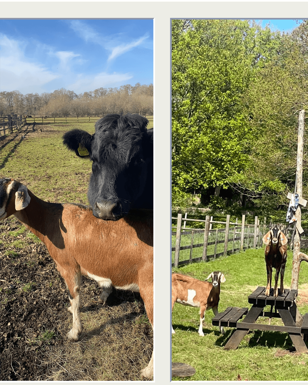 Feta and Blue the goats โ rescued from the goat milk industry โ at Little Trotters Farm