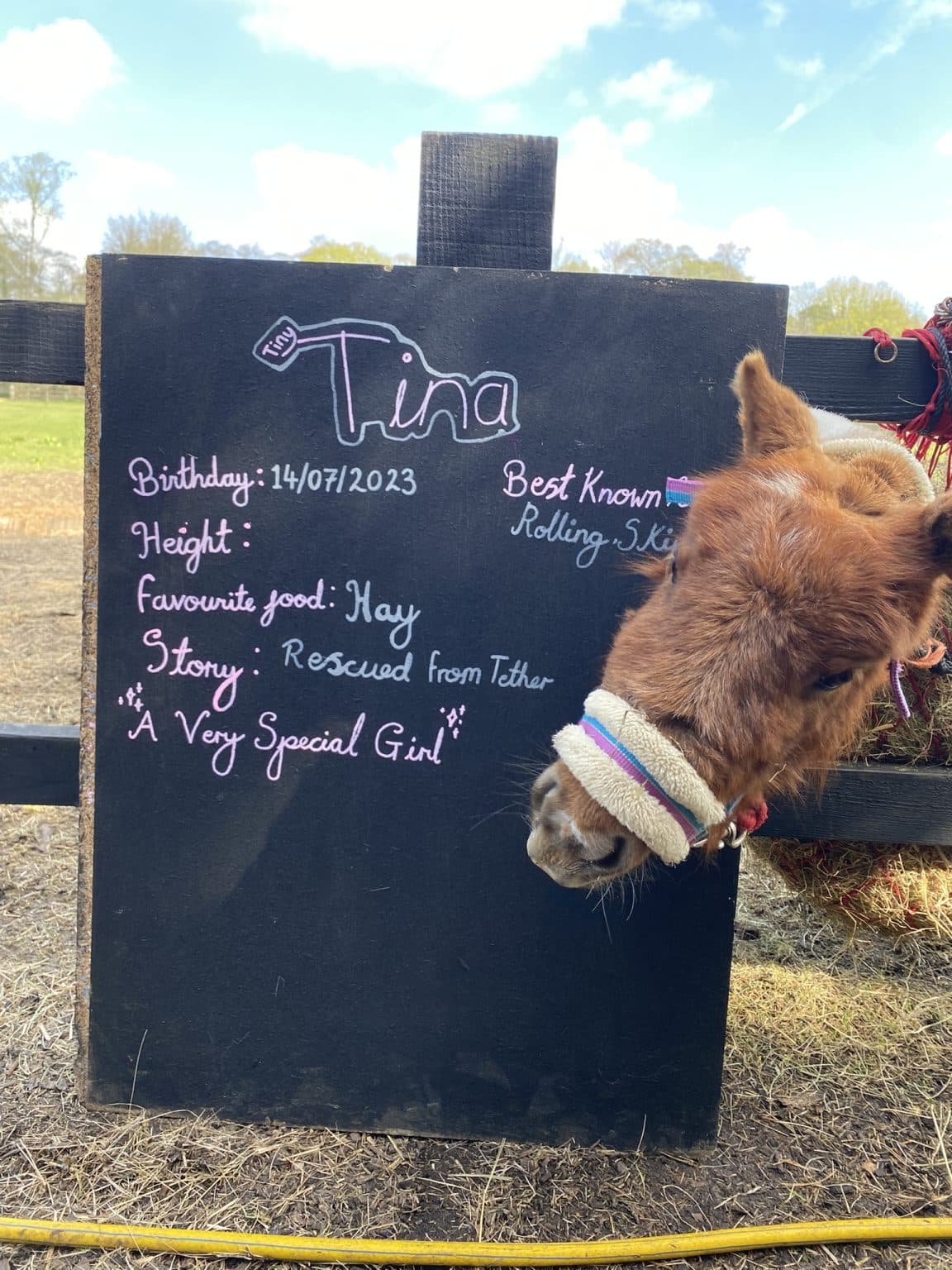 Tiny Tina โ a very small Shetland pony rescued by Anna in February 2025